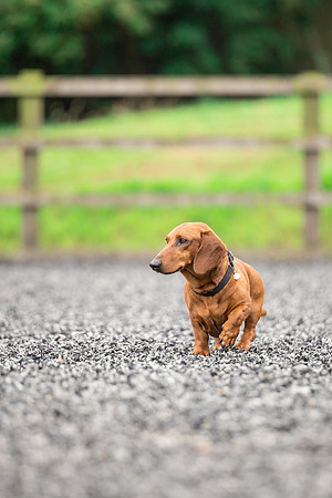 Dog pet photographer near harrogate Yorkshire