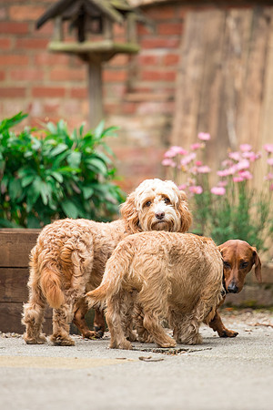 Dog pet photographer near harrogate Yorkshire