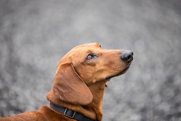 Dog pet photographer near harrogate Yorkshire