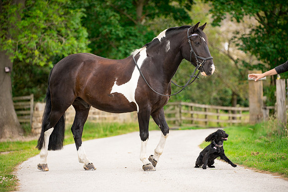 Horse equine photographer Leeds West Yorkshire pony photography