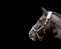 Horse equine photographer Harrogate North Yorkshire pony photography