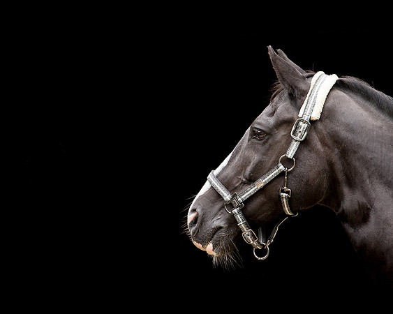 Horse equine photographer Harrogate North Yorkshire pony photography