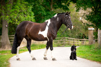 Horse equine photographer Harrogate North Yorkshire pony photography