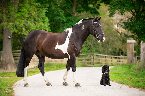 Horse equine photographer Harrogate North Yorkshire pony photography