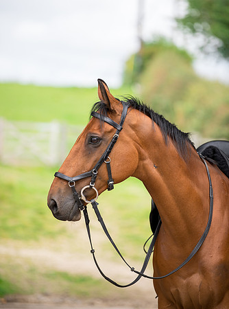 Horse equine photographer Harrogate North Yorkshire pony photography