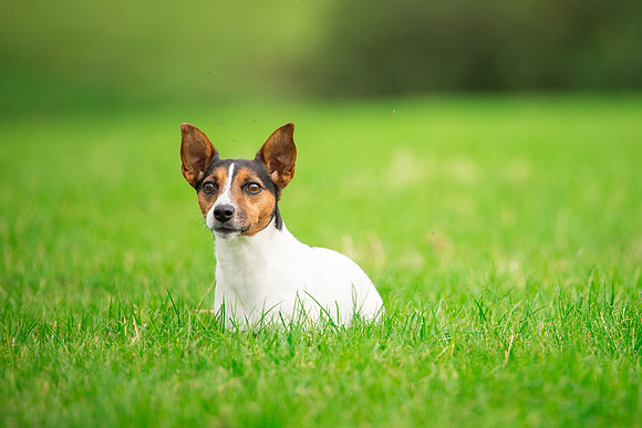 Dog pet photographer near harrogate Yorkshire