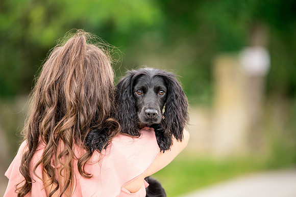 Dog pet photographer near harrogate Yorkshire