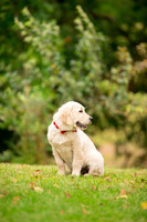 Dog pet photographer near harrogate Yorkshire