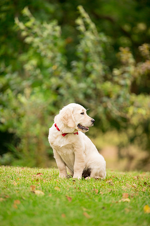 Dog pet photographer near harrogate Yorkshire