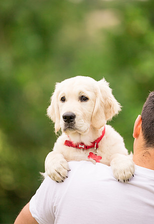 Dog pet photographer near harrogate Yorkshire