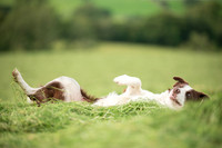 Dog pet photographer near harrogate Yorkshire