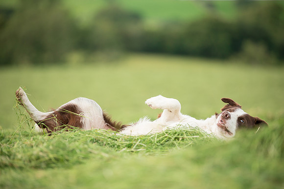 Dog pet photographer near harrogate Yorkshire