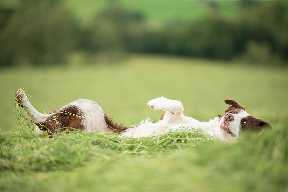 Dog pet photographer near harrogate Yorkshire