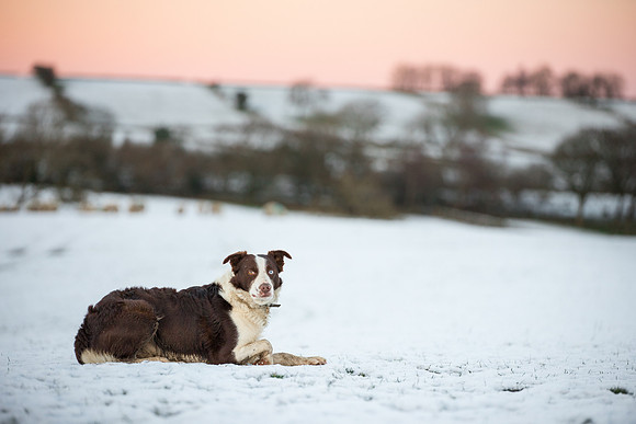 Dog pet photographer near harrogate Yorkshire