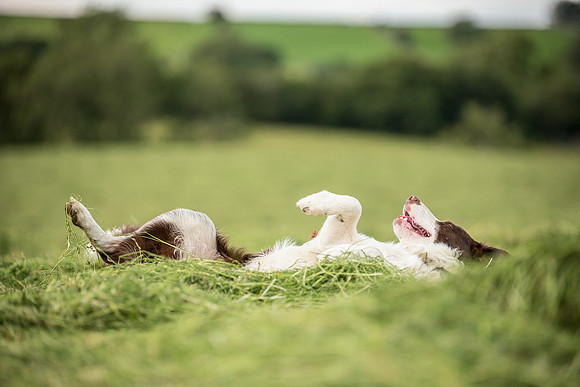 Dog pet photographer near harrogate Yorkshire