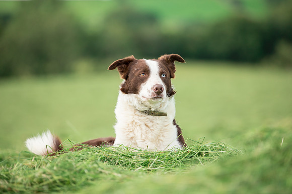 Dog pet photographer near harrogate Yorkshire