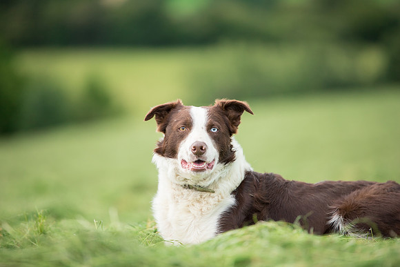 Dog pet photographer near harrogate Yorkshire
