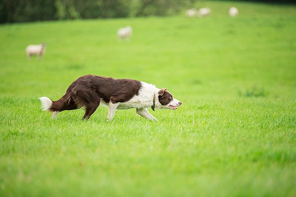 Dog pet photographer near harrogate Yorkshire