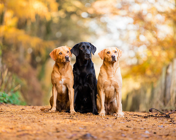 Dog pet photographer near harrogate Yorkshire