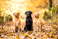 Dog pet photographer near harrogate Yorkshire