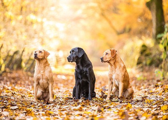 Dog pet photographer near harrogate Yorkshire