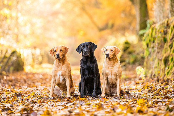 Dog pet photographer near harrogate Yorkshire
