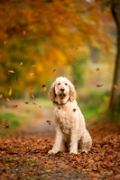 Dog pet photographer near harrogate Yorkshire