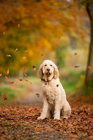 Dog pet photographer near harrogate Yorkshire