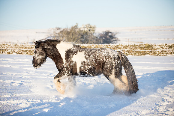 Horse equine photographer Leeds West Yorkshire pony photography
