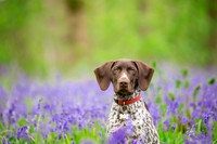 Dog pet photographer near harrogate Yorkshire