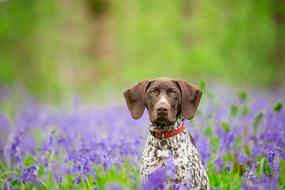Dog pet photographer near harrogate Yorkshire