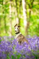 Dog pet photographer near harrogate Yorkshire