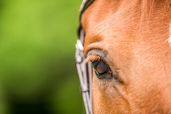 Horse photography near harrogate