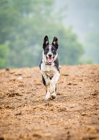 Dog Photographer near Ilkley in Yorkshire