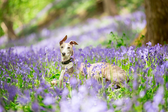 Dog pet photographer near harrogate Yorkshire