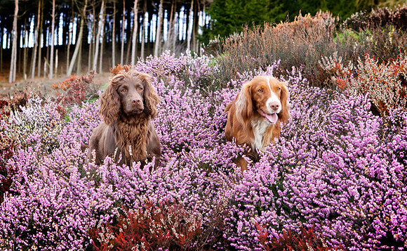 Dog Photographer near Otley in Yorkshire