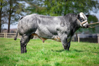 Bulls